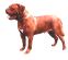 Dogue de Bordeaux