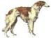 Borzoi