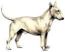 Bull Terrier