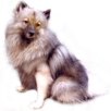 Keeshond