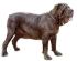 Mastino Napoletano