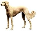 Saluki