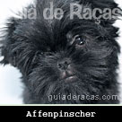 Affenpinscher