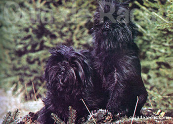 Affenpinscher