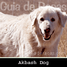 Akbash Dog