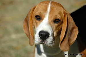 Boxer