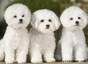 Bichon Frisé