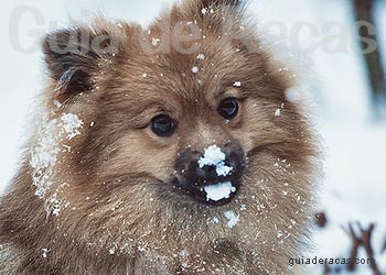 Lulu da Pomerânia