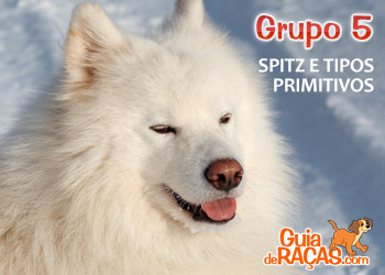 Spitz e Cães do Tipo Primitivo