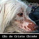 Cão de Crista Chinês