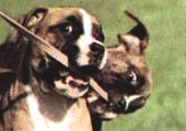 Boxer