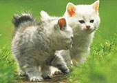 Gatos