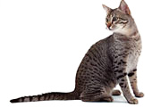 Ra&ccedil;a Egyptian Mau