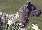 Ra&ccedil;a Kerry Blue Terrier