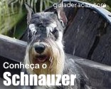 Schnauzer