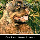 Cocker Spaniel Americano