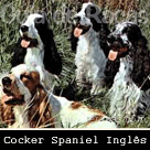 Cocker Spaniel Inglês