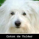 Coton de Tuléar
