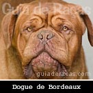 Dogue de Bordeaux