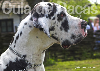 Dogue Alemão: Uma das Raças de Cachorro Gigante