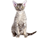 Raça Devon Rex