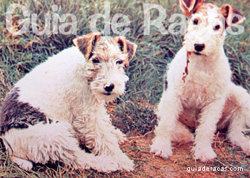 Fox Terrier Pelo Duro