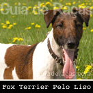 Fox Terrier Pelo Liso
