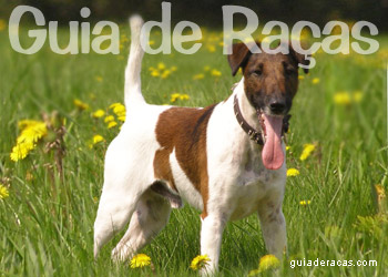 Fox Terrier Inglês: conheça o destemido cão