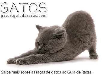 Raças de Gatos