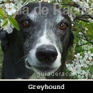 Greyhound