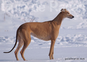 Antigo Cão de Pastor Inglês - Raças de Cachorros