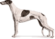 Greyhound