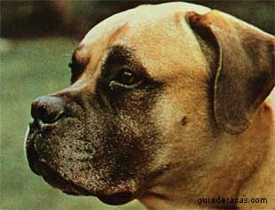 Bullmastiff