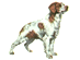 Spaniel Bret&atilde;o