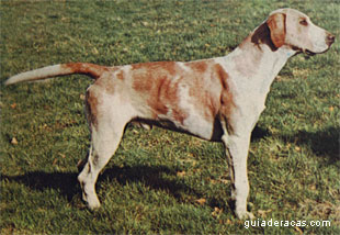 Foxhound