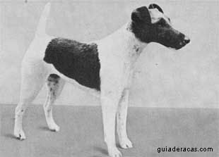 Fox Terrier de Pelo Liso