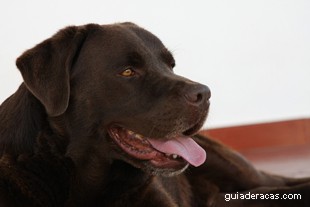 Retriever do Labrador