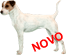 Jack Russell Terrier