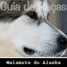 Malamute do Alaska