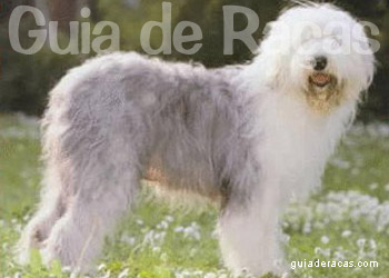 Old English Sheepdog