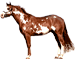 Paint Horse