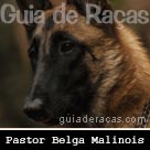 Pastor Belga Malinois