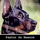 Pastor de Beauce