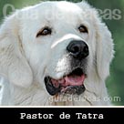Pastor de Tatra