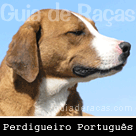 Perdigueiro Portugues