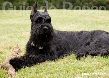 Schnauzer Gigante