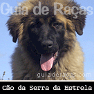 Cão da Serra da Estrela