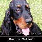 Setter Gordon