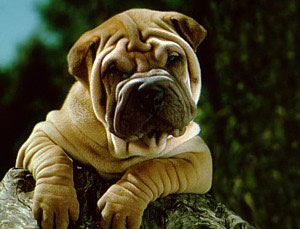 Shar Pei