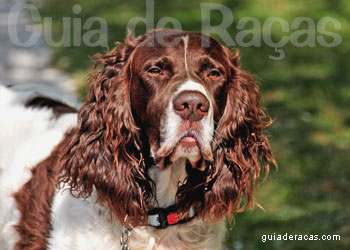 Spaniel Francês